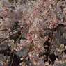 枝垂れ桜