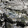 神田川 3