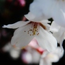 SAKURAという生き方