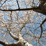 桜越しの空