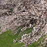 土手の桜並木