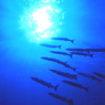 Aquatic blue 2