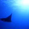 Aquatic blue 3