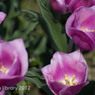 IMGP3913