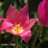 IMGP3944