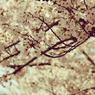 aureole