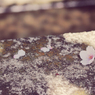 Blume