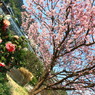 雪割桜