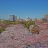 晴天と満開の桜