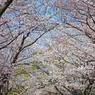 桜トンネル
