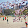 桜と若者たち