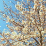 桜が気持ち良さそうに