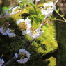 苔むす岩の上