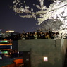 桜見物！