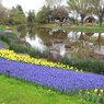 昭和記念公園1