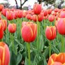 昭和記念公園4