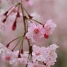 昭和記念公園5