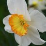 昭和記念公園7