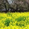 昭和記念公園8
