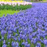 昭和記念公園13