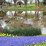 昭和記念公園15