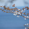 残桜