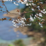 残桜１