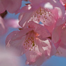 満開の河津桜
