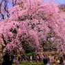 しだれ桜