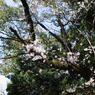 八幡様の桜　６