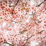 THE GALAXY OF SAKURA #2
