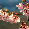 Cherry blossoms（日を浴びて）