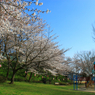 子供の声・晴天・桜