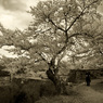 城跡の桜