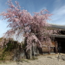 城門の桜