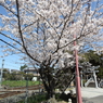 八幡様の桜　７