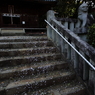 惜春　３