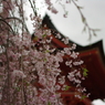 仁王門と桜