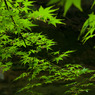 赤目四十八滝　08