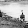 The cutest chicks in the world 1