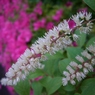 小葉の髄菜