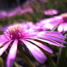 光る花