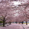 桜並木