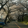 桜坂