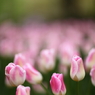 Purple tulips