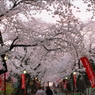 桜参道