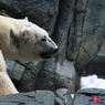 Shirokuma