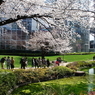 桜　- 毛利庭園の春 -