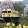 弥彦線　桜と水仙