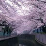 桜色に染まって・・・